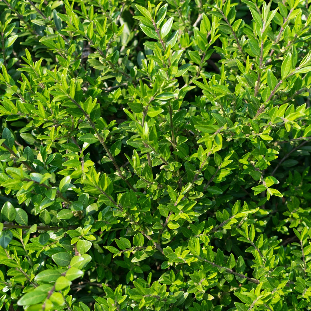 Plantes à feuillage persistant - Chèvrefeuille à cupule - Lonicera pileata