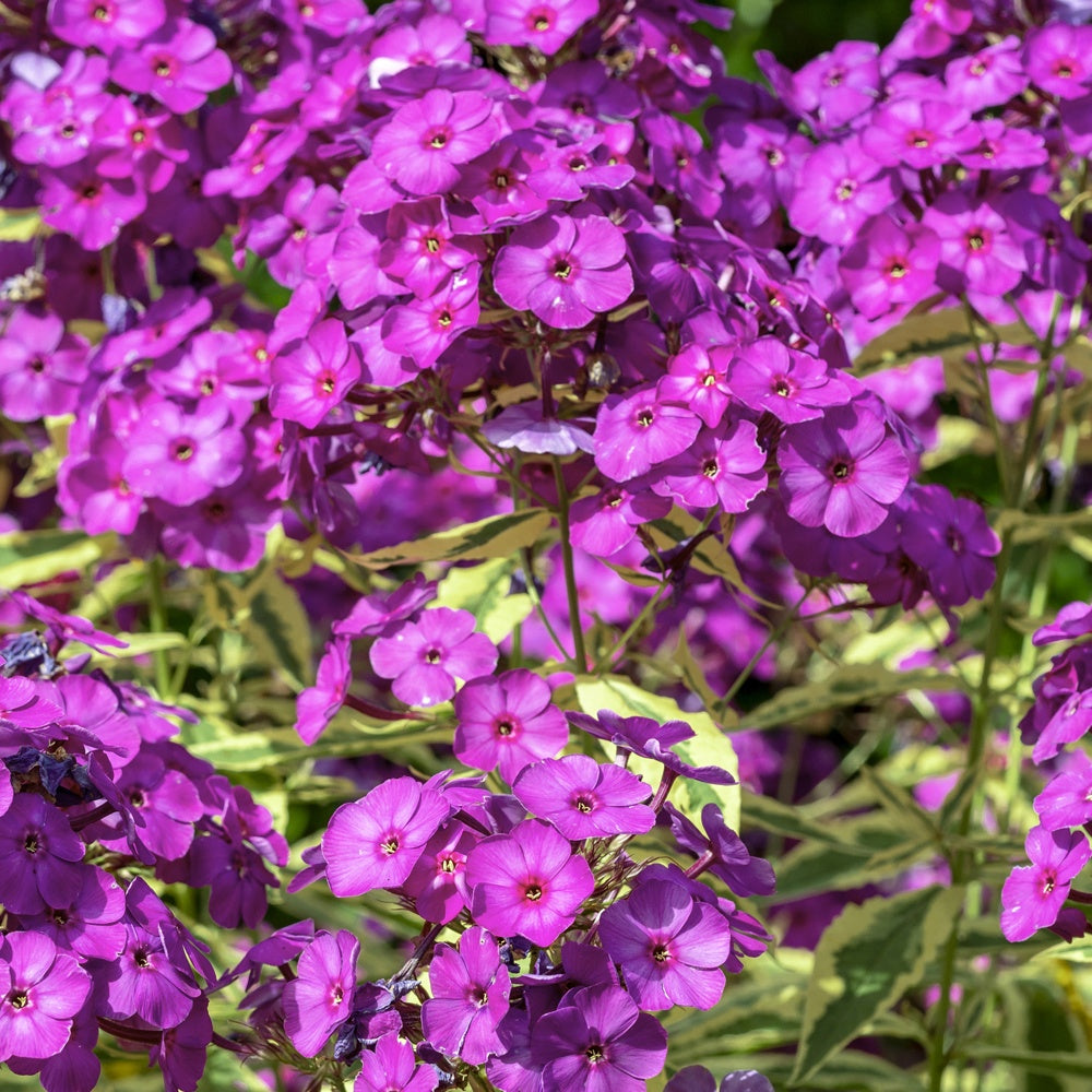 Phlox paniculata Bambini Primadonna - Bakker