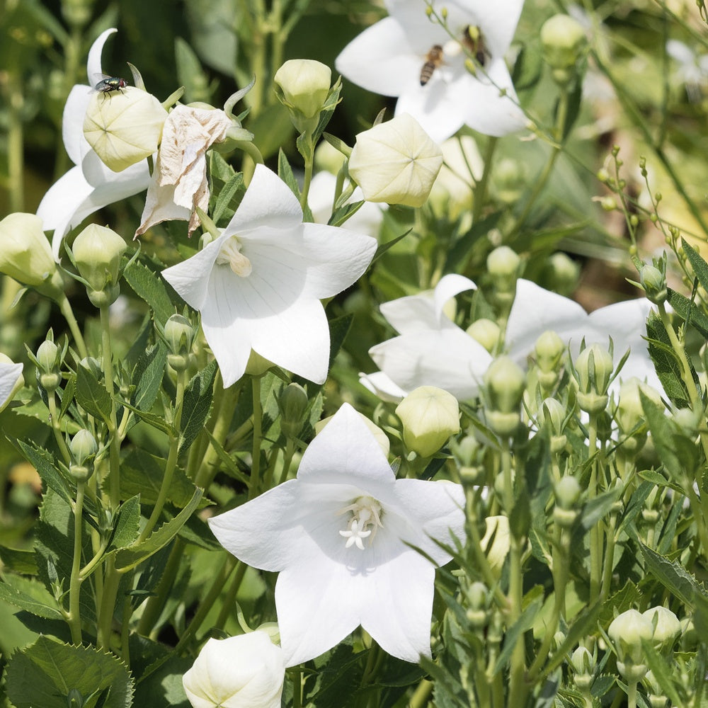 Platycodon à grandes fleurs 'Albus' - Platycodon grandiflorus albus - Bakker