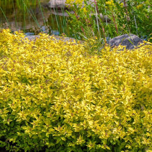 Bakker - Spirée japonaise Goldmound - Spiraea japonica goldmound - Arbustes et vivaces
