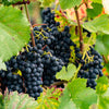 Bakker - Vigne Regent - Vitis regent - Fruitiers