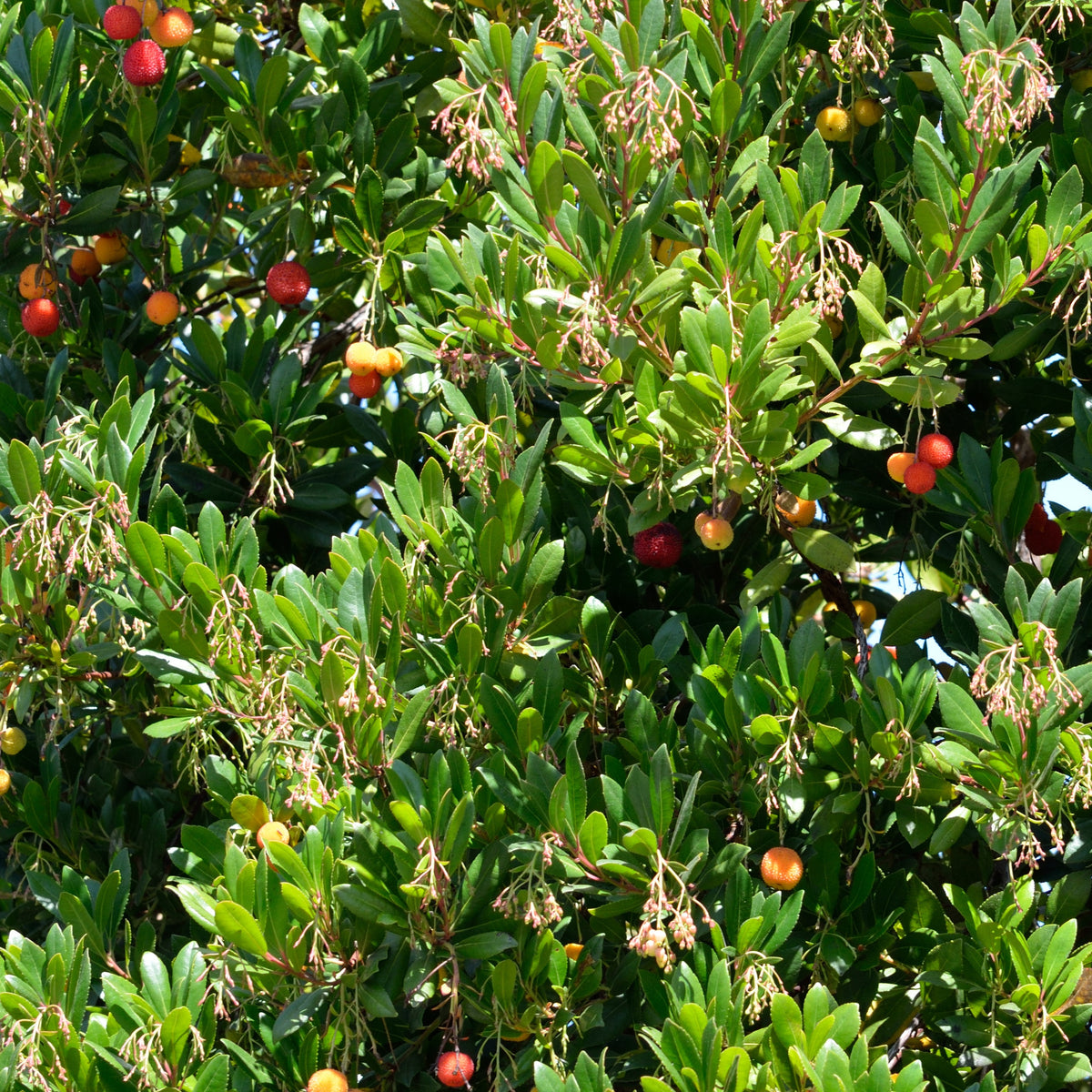 Arbousier Atlantic - Arbutus unedo Atlantic - Bakker