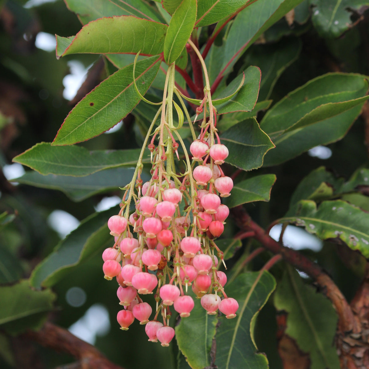 Arbousier Rubra - Arbutus unedo 'rubra' - Bakker