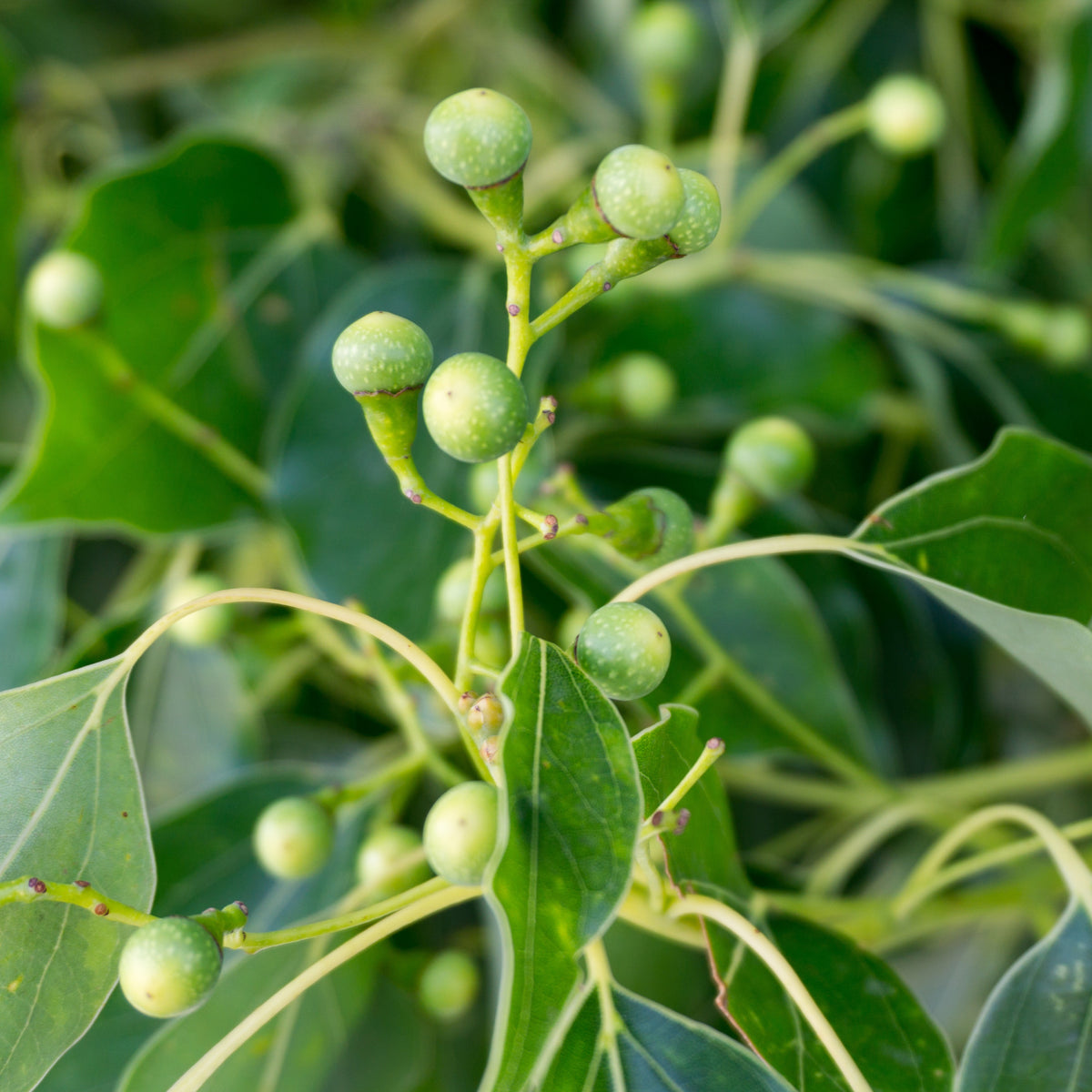 Arbres - Camphrier - Cinnamomum camphora