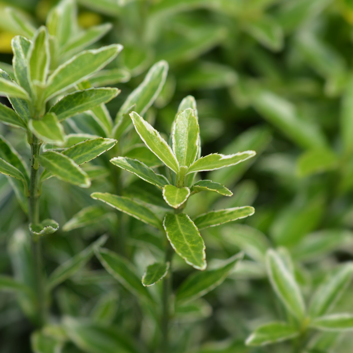 Fusain du Japon Microphyllus Albovariegatus - Euonymus japonicus microphyllus Albovariegatus - Bakker