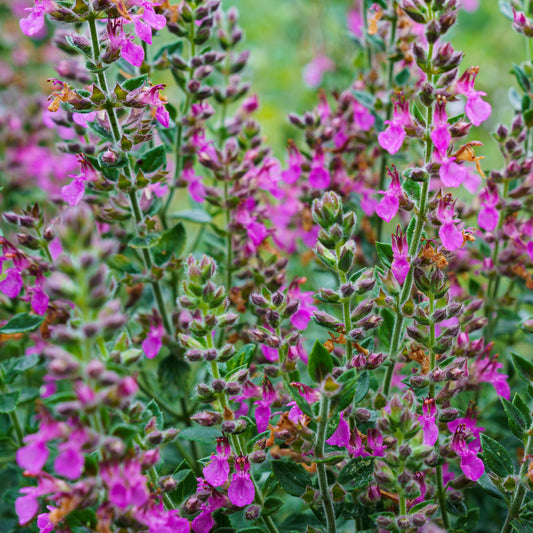 Bakker - 3 Germandrées - Teucrium x lucidrys - Plantes d'extérieur