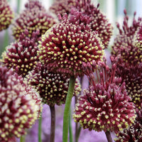 Bakker - 2 Ails d'ornement Red Mohican - Allium amethystinum 'red mohican' - Bulbes à fleurs