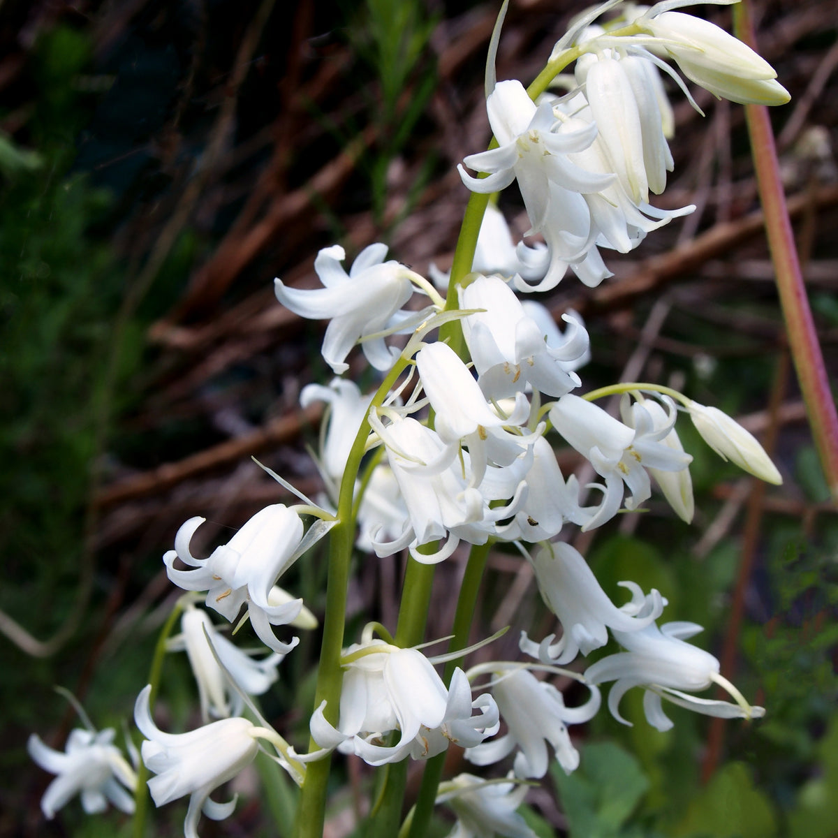 Bulbes de Jacinthe - 10 Jacinthes d'Espagne à fleurs blanches - Hyacinthoides 'hispanica white'