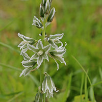 Bakker - Ornithogale penché - Ornithogalum nutans - Bulbes à fleurs