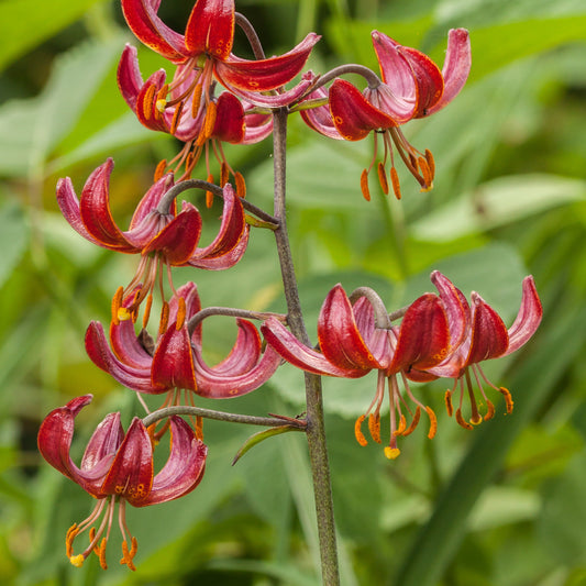 Lys Claude Shride - Bakker