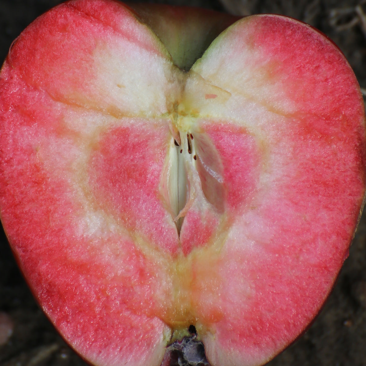 Pommier Marilyn Red - Malus domestica 'marilyn red' - Bakker