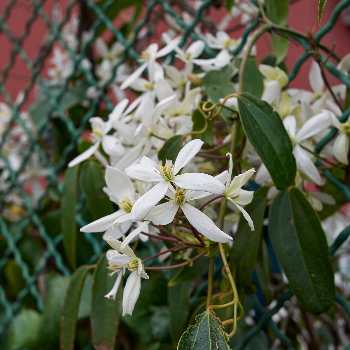 Clématite du Père Armand Little White Charm - Clematis armandii 'little white charm' - Bakker