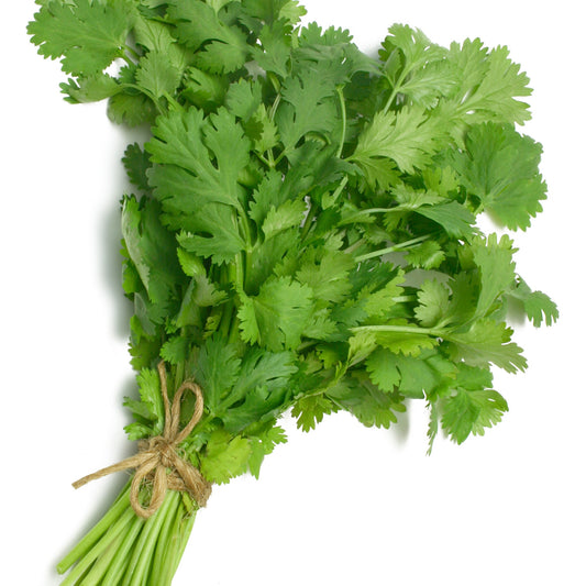 Plant de Coriandre - Bakker