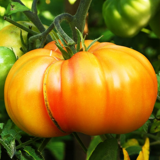 Bakker - 3 Plants de Tomate Ananas - Potager