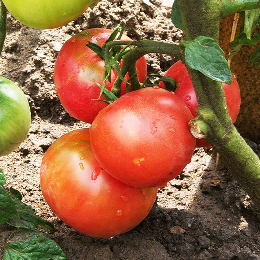 3 Plants de Tomate Rose de Berne - Bakker