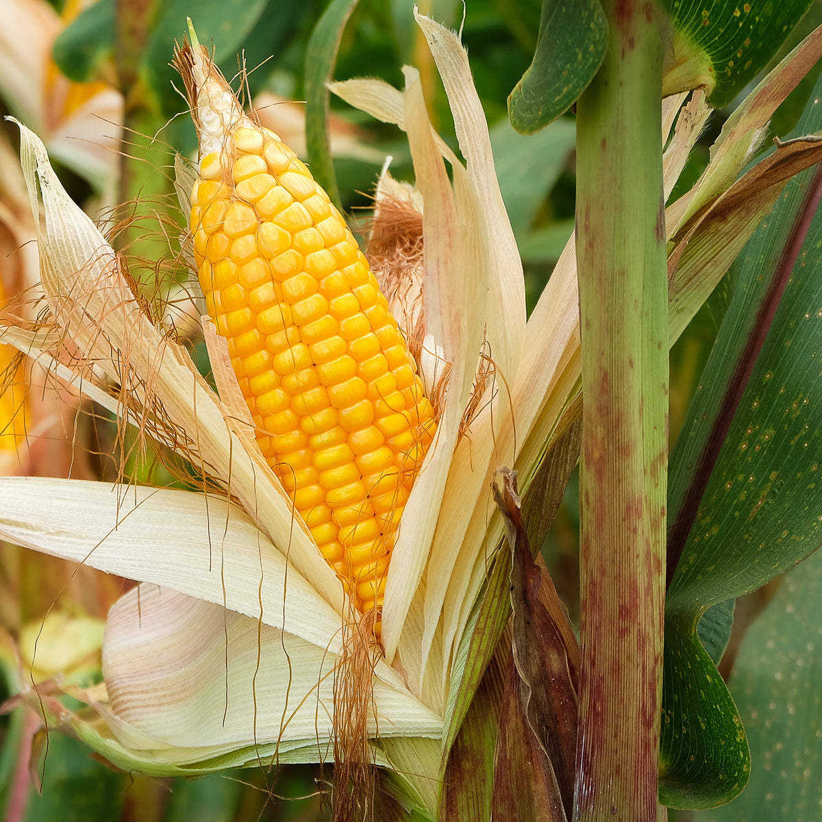 3 Plants de maïs à popcorn - Bakker