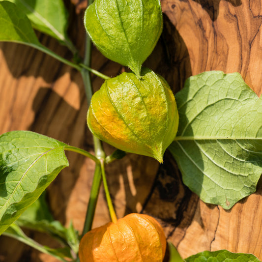 3 Plants de Coqueret du Pérou - Bakker