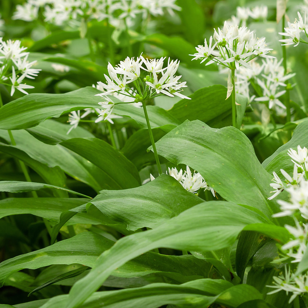 Artichauts - Plant d'Ail des Ours - Allium ursinum