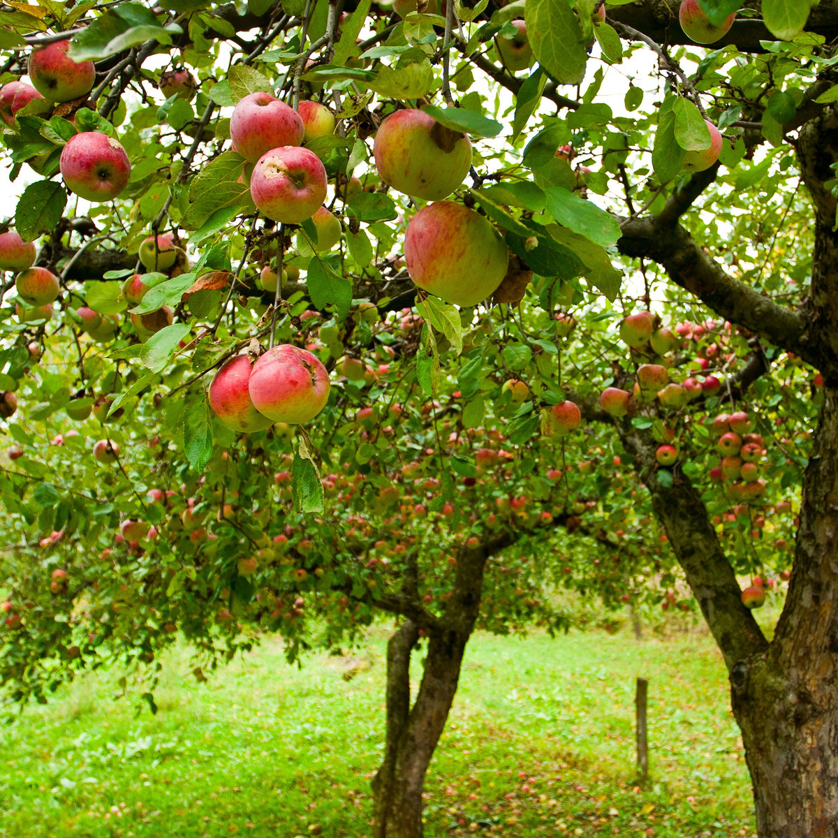 Pommier 'Jonagold' - Malus domestica jonagold - Bakker
