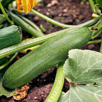 Courgette Storr's Green F1 - Bakker.com | France