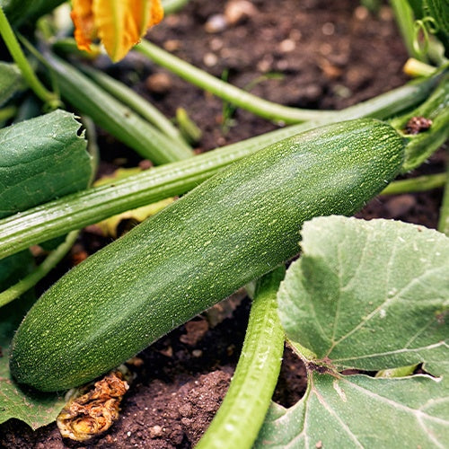 Courgette Storr's Green F1 - Cucurbita pepo  storr's green f1 - Bakker