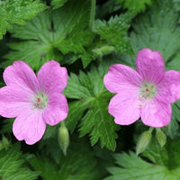 Géraniums des marais - Geranium palustre - Bakker