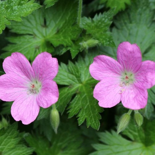 Géraniums des marais - Geranium palustre - Bakker