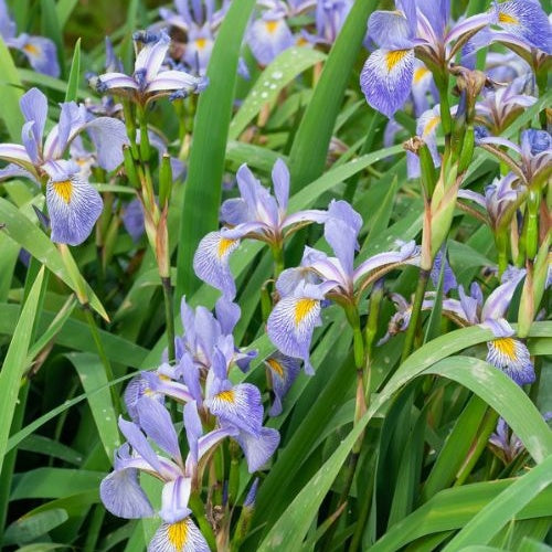 Iris versicolor - Bakker