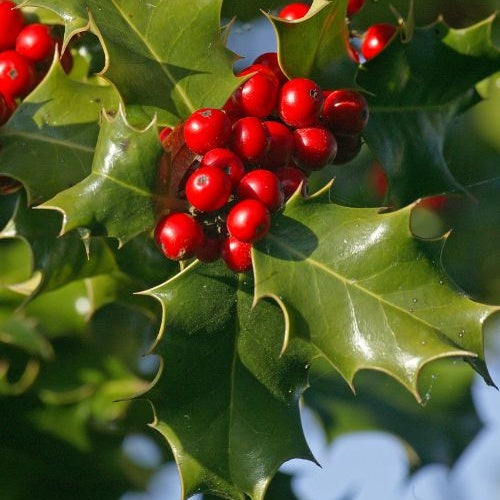 Ilex aquifolium - Houx commun - Arbustes fleuris