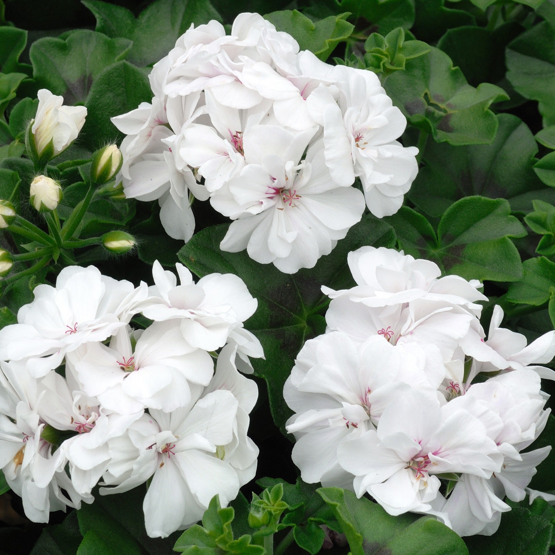 Pelargonium zonale - Collection de 6 Géraniums : rouges, blancs, Dark Lilac - Géranium - Pélargonium