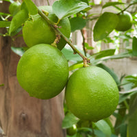 Limettier - Citrus aurantifolia - Bakker