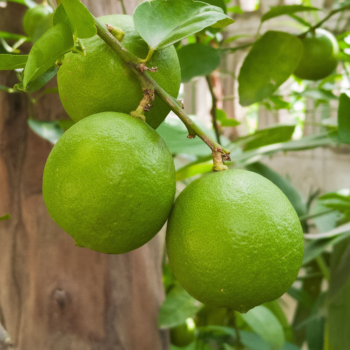 Limettier - Citrus aurantifolia - Bakker