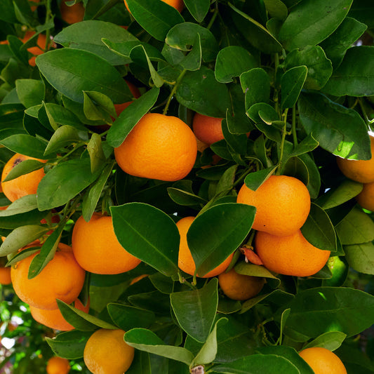 Bakker - Calamondin