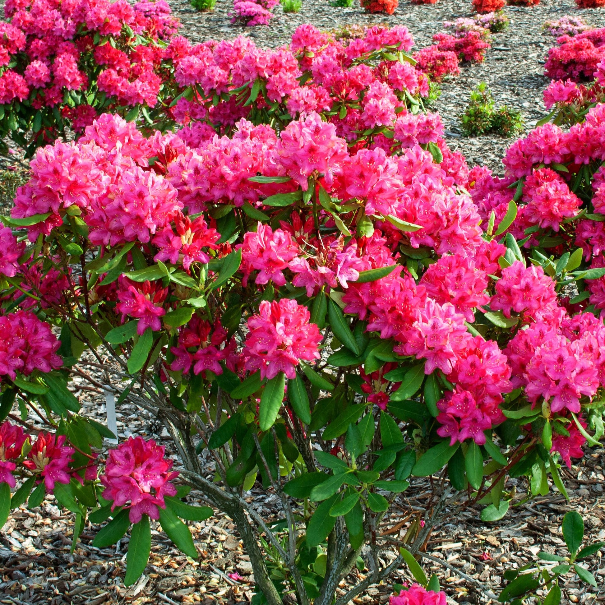 Rhododendron : floraison, entretien, plantation, culture
