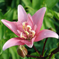 Bakker - 3 Lis asiatique à fleurs doubles Elodie - Lilium elodie - Bulbes d'été