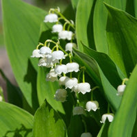Collection de 9 Muguets : blanc, rose, géant de Bordeaux - Plantes vivaces - Bakker