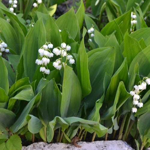 Vente Muguet de mai
