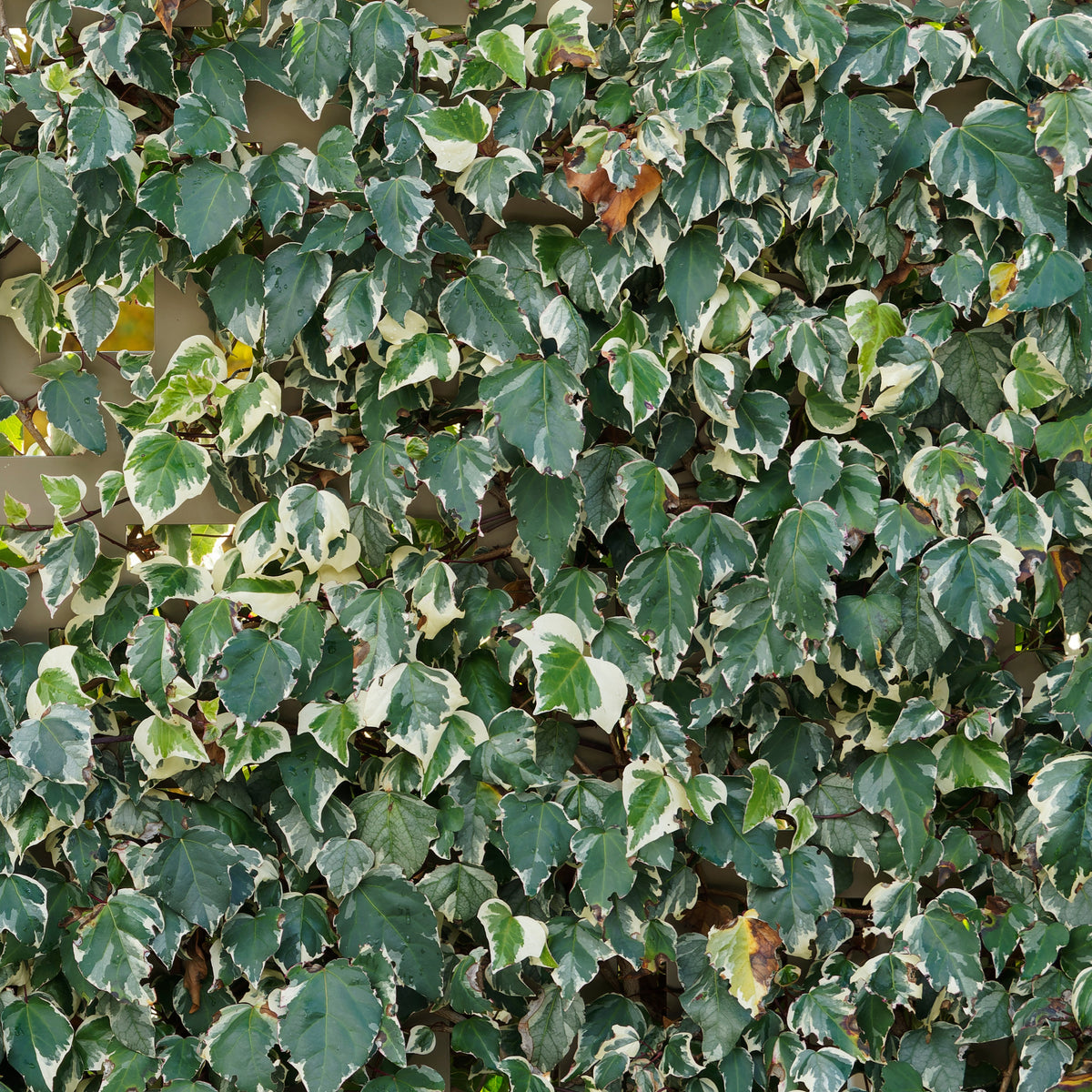 Lierre des Canaries Gloire de Marengo - Hedera algeriensis Gloire de Marengo - Bakker