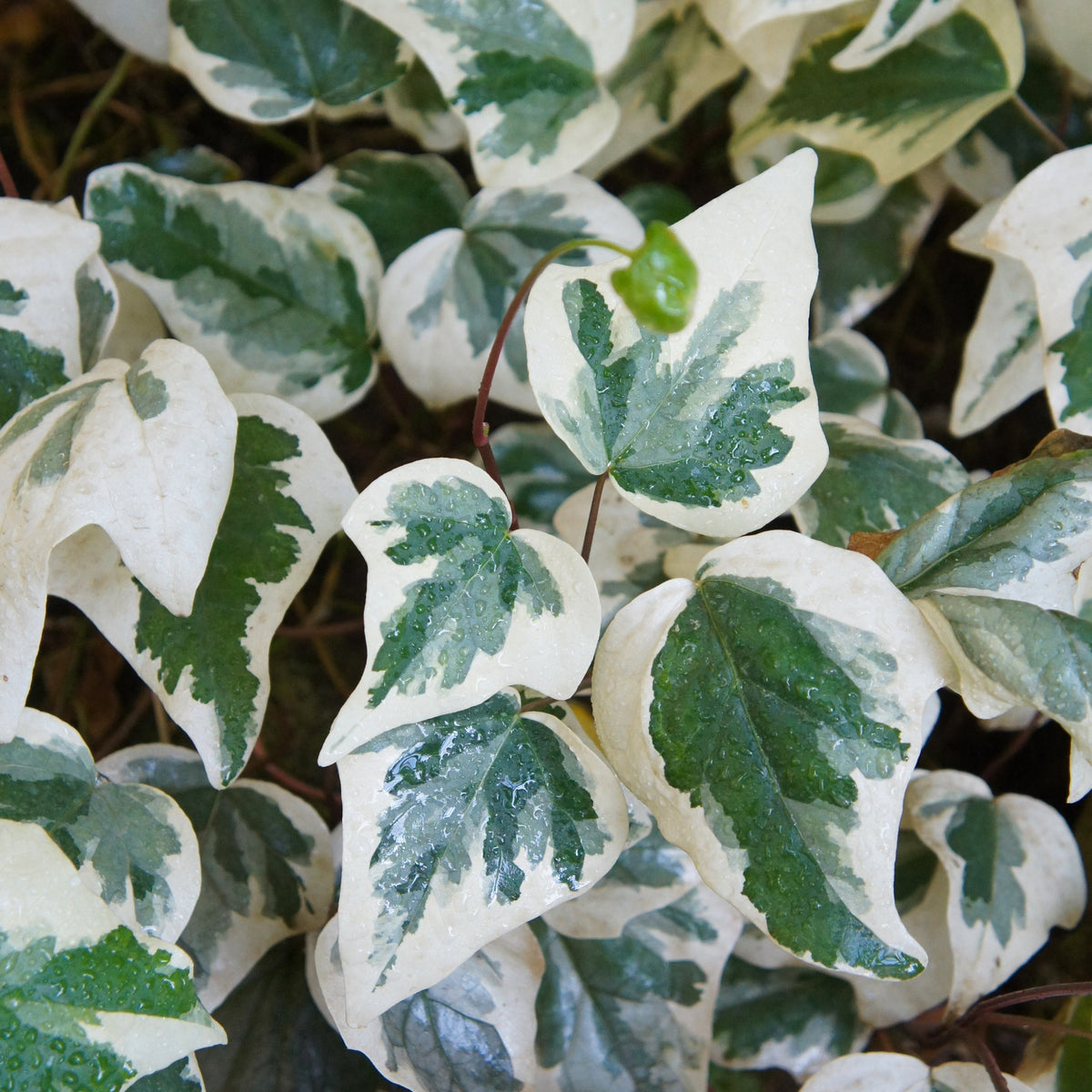Hedera algeriensis Gloire de Marengo - Lierre des Canaries Gloire de Marengo - Lierre grimpant - Hedera