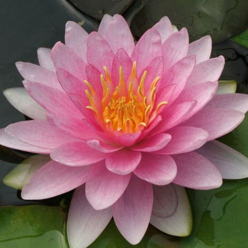 Nymphaea 'Hollandia' - Nénuphar Hollandia - Nénuphars