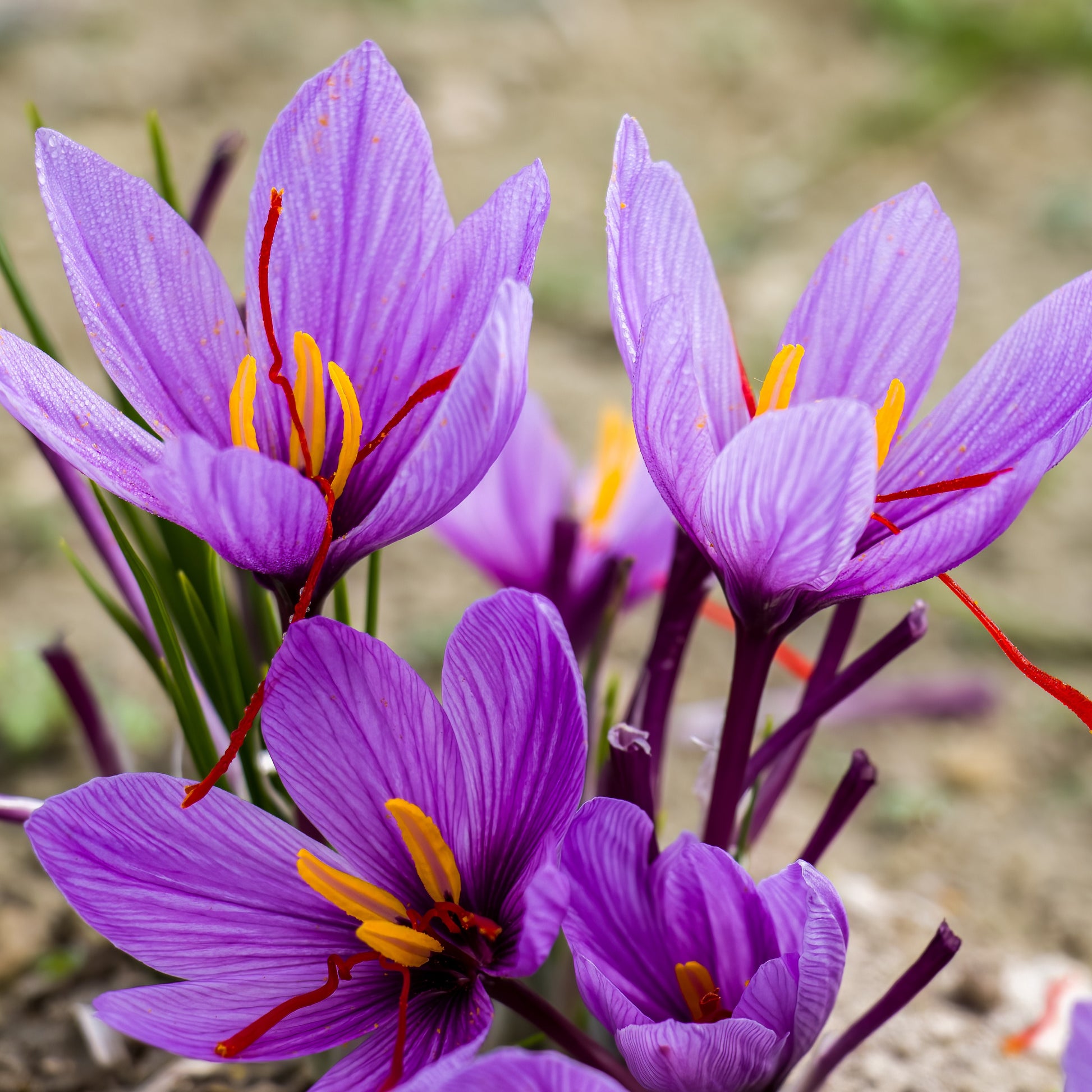 Bakker - 10 Crocus safran - Crocus sativus - Crocus