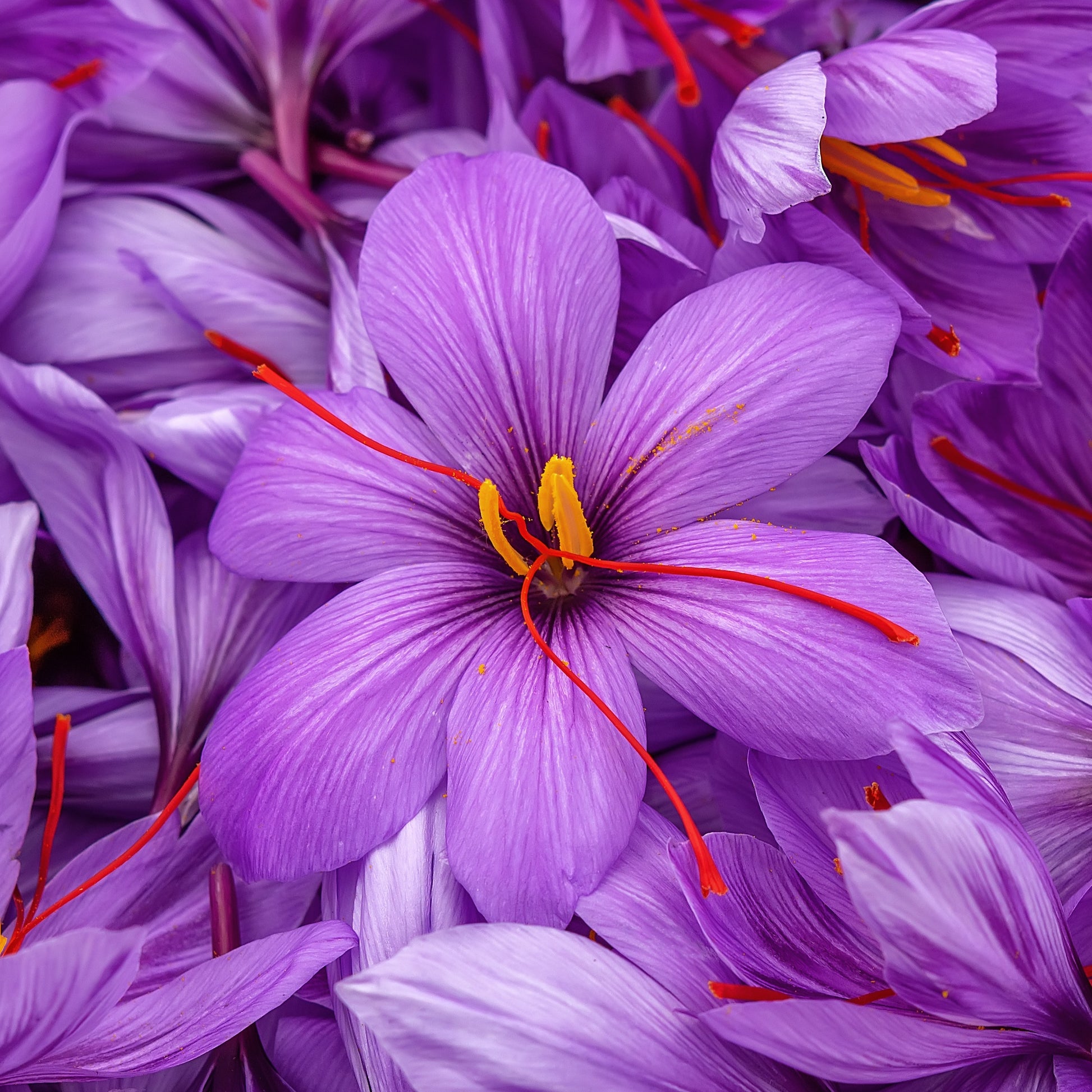 Bakker - 10 Crocus safran - Crocus sativus