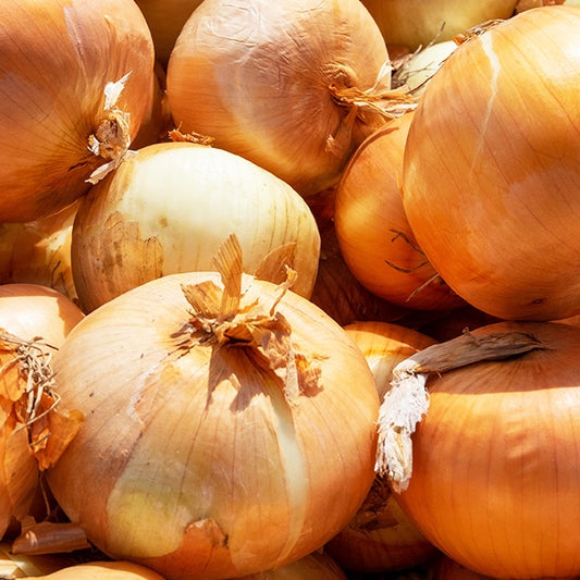 Echalote 'Golden Gourmet' - Bakker