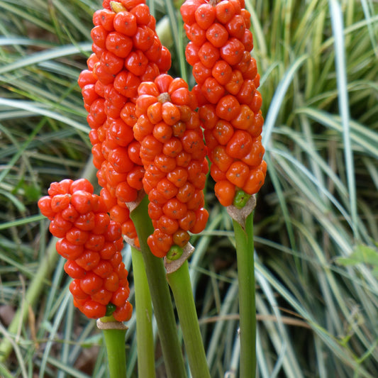 Bakker - 3 Gouets commun - Arum 'italicum' - Bulbes d'été