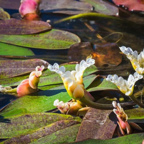 Toutes les plantes de bassin - Vanille d'eau - Aponogeton distachyos