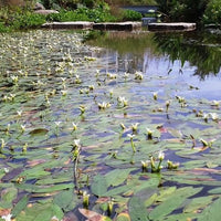 Vente Vanille d'eau - Aponogeton distachyos