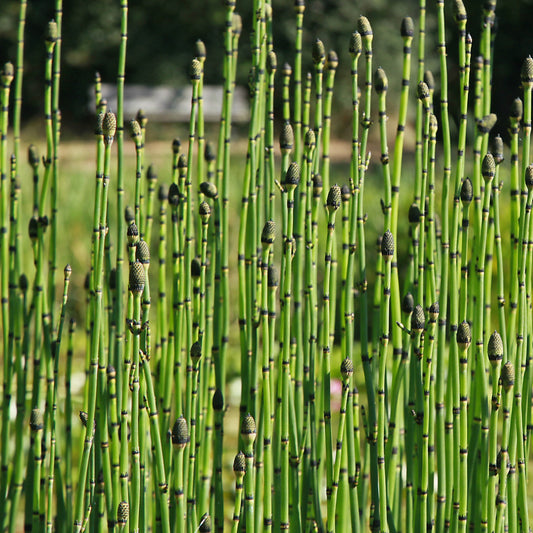 Prêle japonaise - Bakker