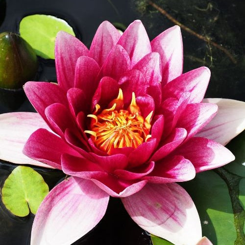 Vente Nénuphar Attraction - Nymphaea 'Attraction'