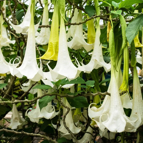 Vente Trompette des anges 'Tricolor' - Brugmansia