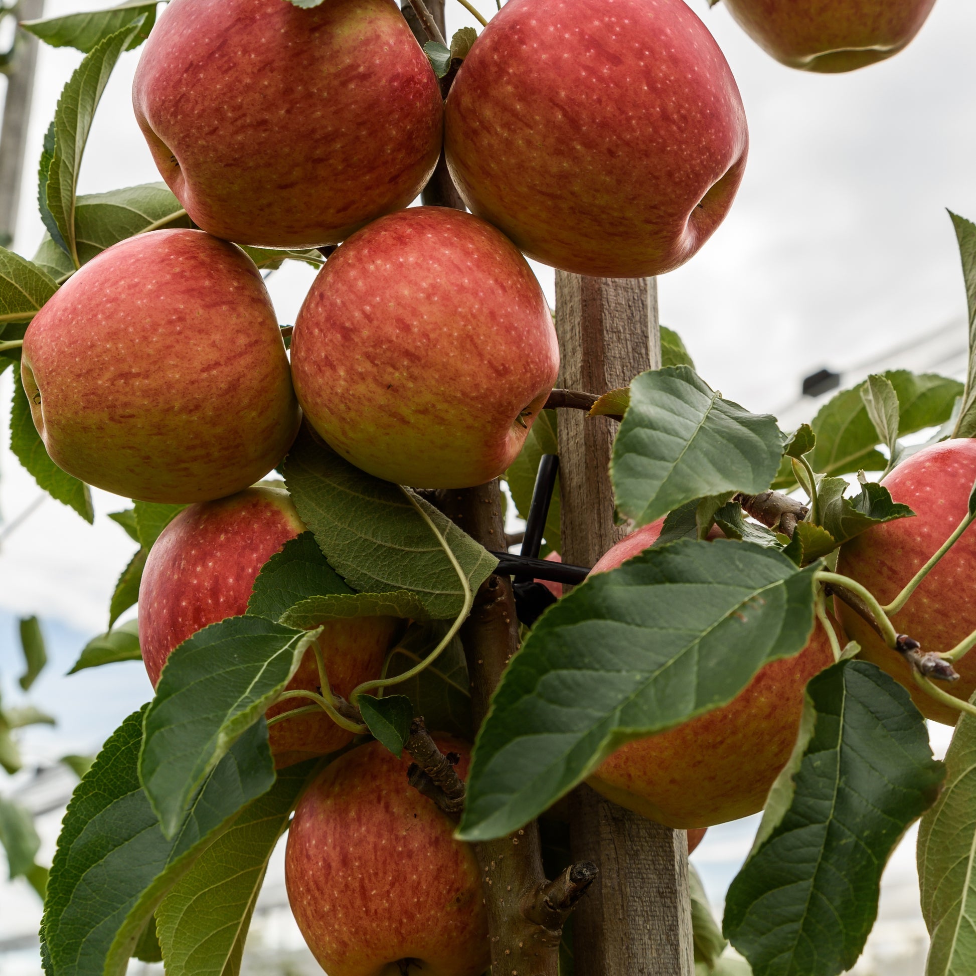 Bakker - Pommier 'Gala' - Malus domestica 'gala' - Pommiers